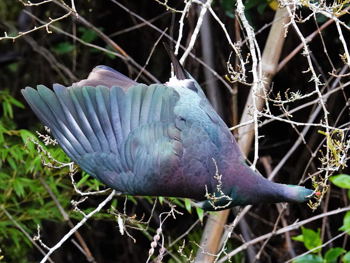 Kererū #callisthenics. Four easy moves to increase strength, fitness, and flexibility. Snacking during #exercise permitted. greatkererucount.nz 8-27 September 2020 #Aongatete #kererū #gkc2020 #GreatKererūCount #NZbirds #birds @KereruDiscovery @Kereru4PM @kererubrewing