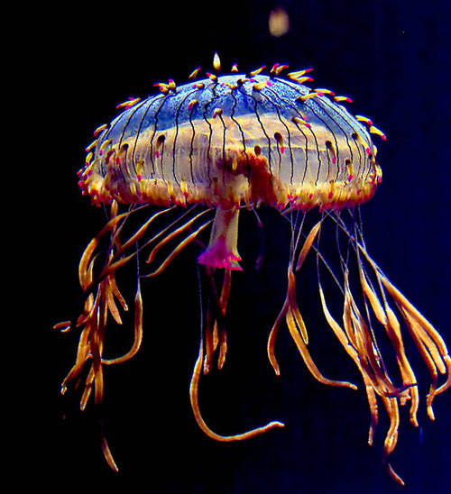  @Pmmcr2 Flower hat jellyfish