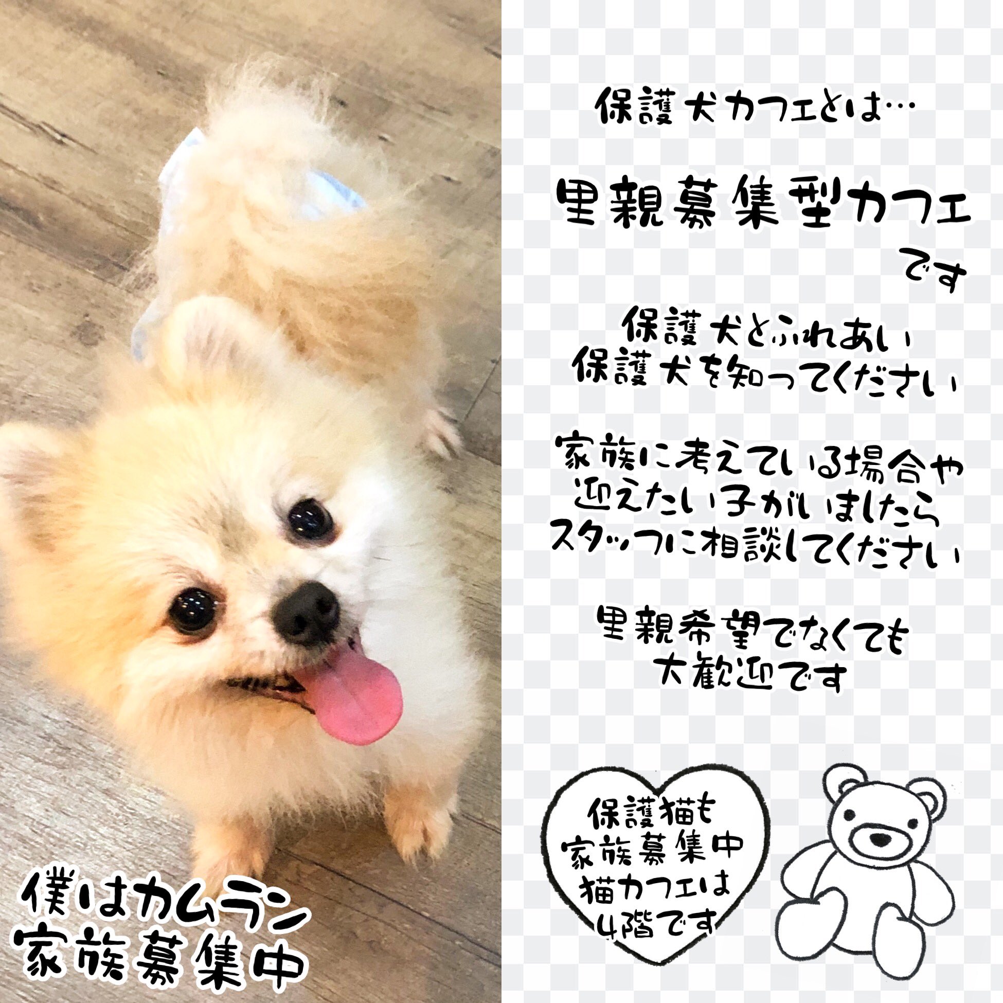 保護犬カフェ 鶴橋店 里親様募集中 かわいいカムランが撮れました 好きな子を見つめるお目々がキラキラ過ぎです 家族に出会えるのを待ってます 問い合わせはお電話で 06 4309 8715 里親募集中 保護犬カフェ鶴橋店 大阪 鶴橋 保護犬を家族に
