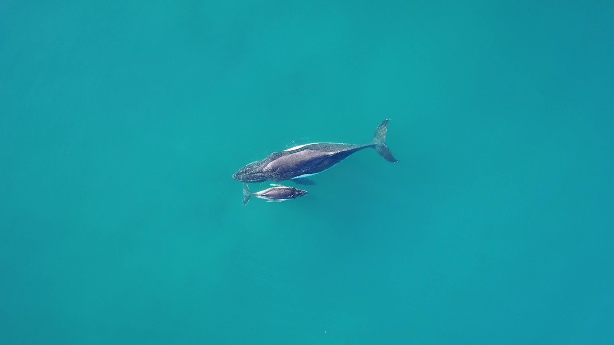 Whales need some peace and quiet. In the latest #eLifePodcast, <a href="/KateSprogis/">Kate Sprogis</a> tells us about research that has highlighted the need for new guidelines for noise levels from whale-watching boats
🎧 elifesciences.org/podcast/episod…