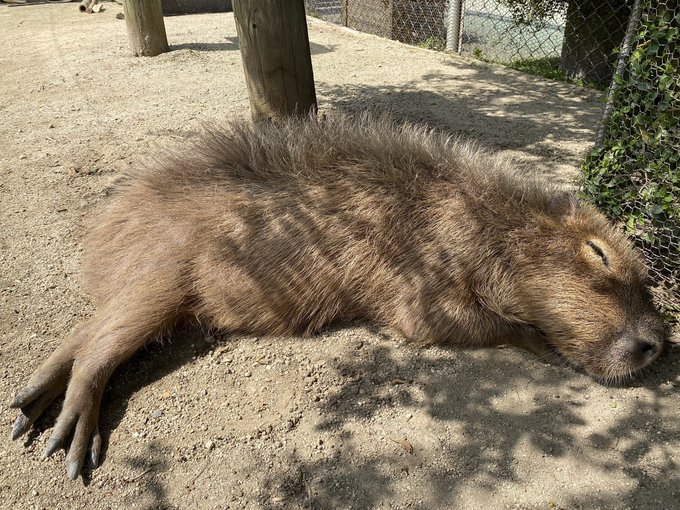 トリアスふれあい動物園のtwitterイラスト検索結果