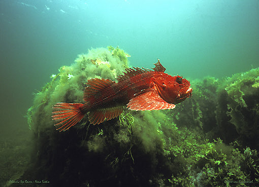  @SunandSipCups Red Sea Raven