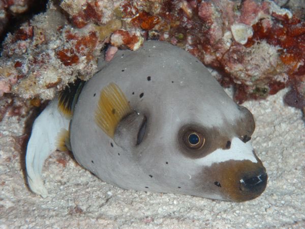 @Hrendel_lok Dog-faced Pufferfish