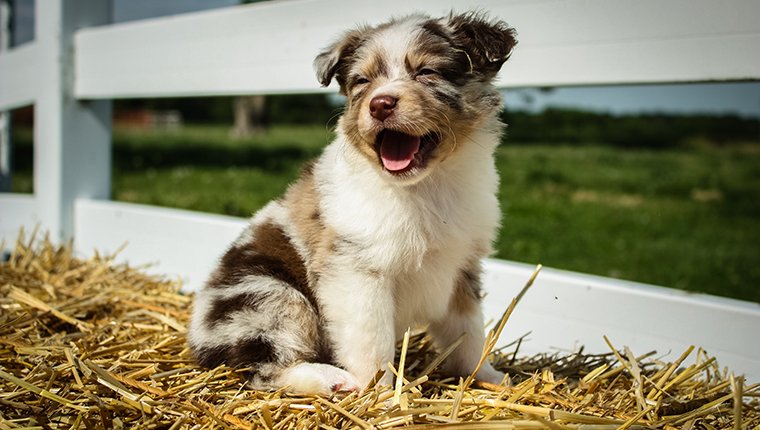 Australian Shepherds vs. Basset Hounds