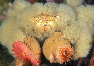  @pbfa Teddy bear crab wielding anemones as weapons