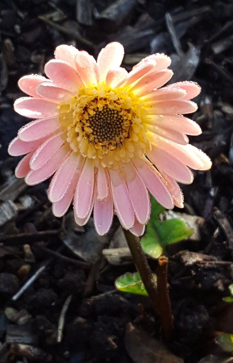 GabyLynch9's tweet photo. Someone's spending too much time chatting to the guys in the back row! 🤣🌸🌿(click on) #gerbera #facethefront https://t.co/2JobwHklbR