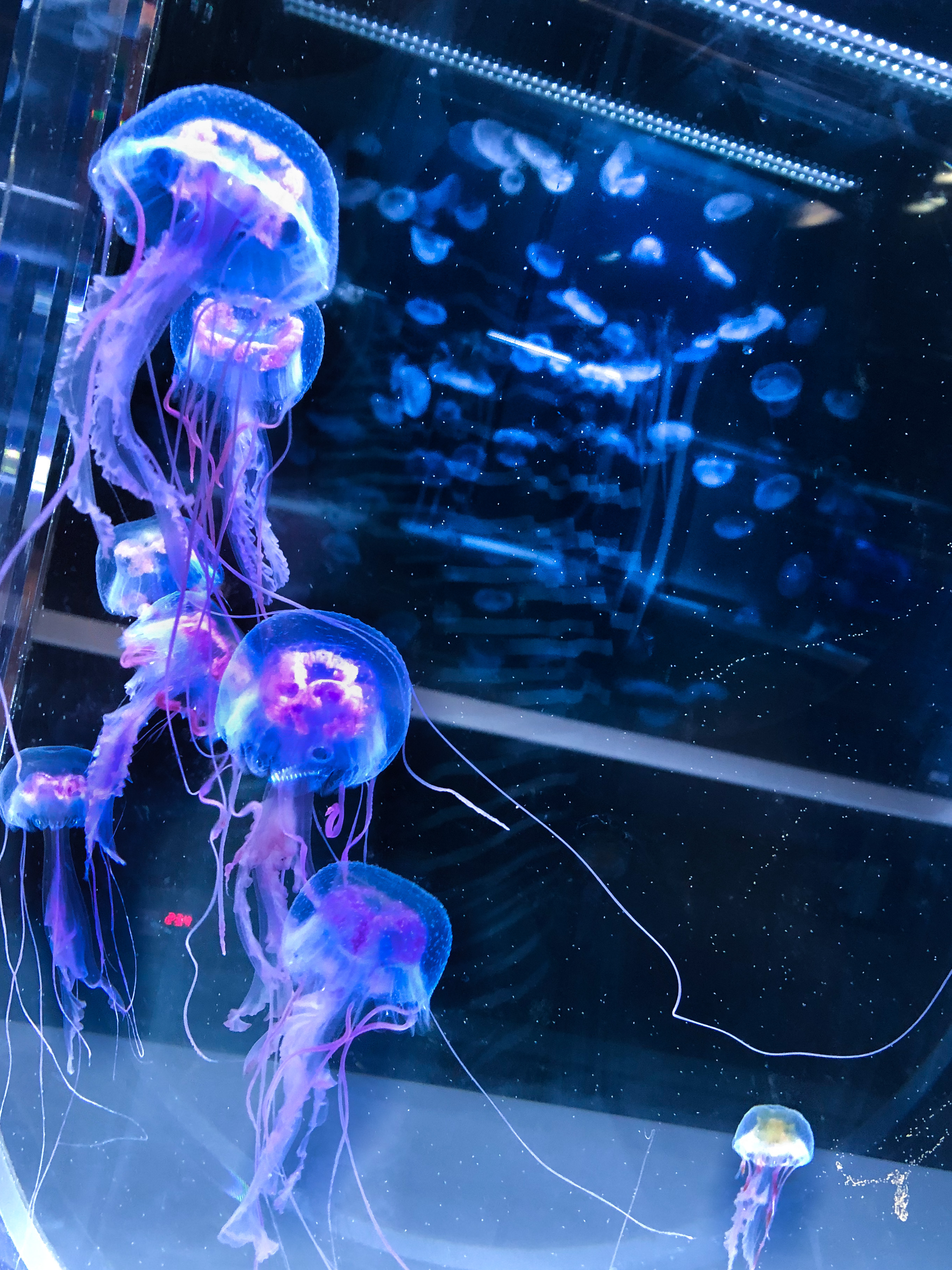すみだ水族館 公式 クラゲって どの子も神秘的ですよね なかでも飼育スタッフの最近の推しは オキクラゲ ピンクや黄色が鮮やかな この妖艶な姿に 魅了された人も多いのでは オキクラゲ 傘の上にも刺胞がある 刺胞って毒針 T Co