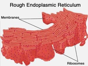 rough ER: studded with ribosomes and participates in protein synthesis