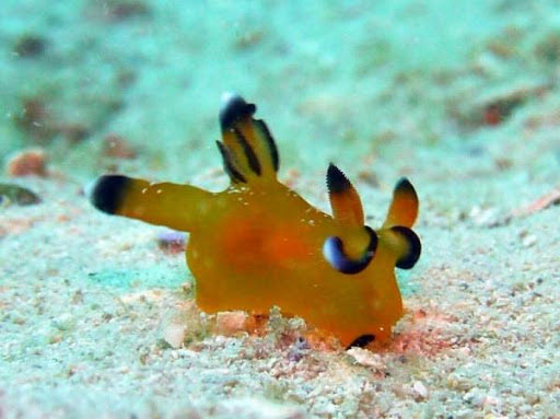  @Lorilad Pikachu nudibranch