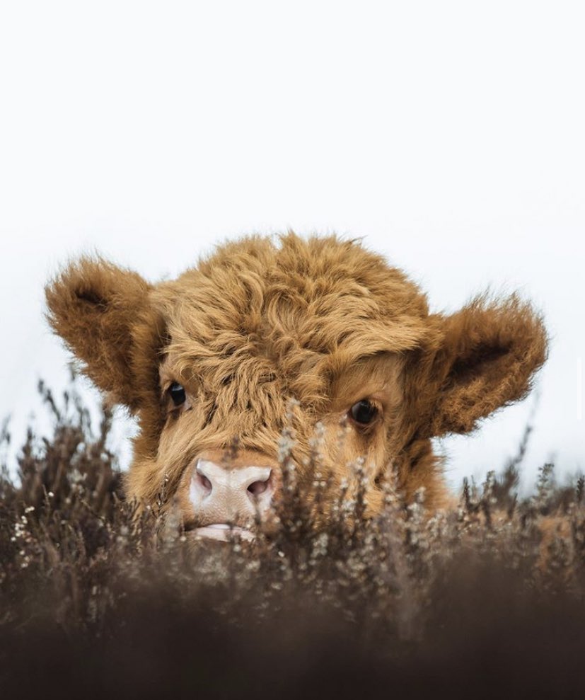 CowoftheDay1's tweet photo. 📅 23rd September 2020
🏷 Instagram/alexcooperphoto
💕 #animaloftheday https://t.co/PF9aHfoMey