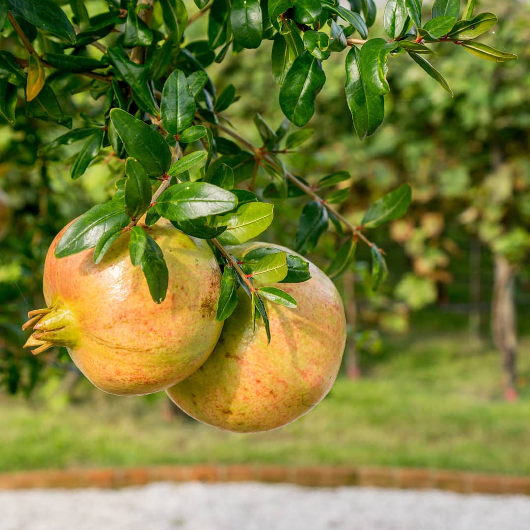 vinidocvenezia's tweet photo. Nel #GiardinoMistico i #FratiCarmelitaniScalzi coltivano numerose #piante: #frutta, #ortaggi e i #vitigni storici di #Venezia, oggi presenti nei #vini #VeneziaDOC.
Vieni a scoprirlo a "Feel Venice: scoprendo i vini della tradizione
#feelvenice2020
https://t.co/mGqNCJw9QU https://t.co/fS9Gu8XoQb