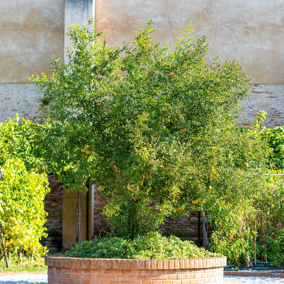 vinidocvenezia's tweet photo. Nel #GiardinoMistico i #FratiCarmelitaniScalzi coltivano numerose #piante: #frutta, #ortaggi e i #vitigni storici di #Venezia, oggi presenti nei #vini #VeneziaDOC.
Vieni a scoprirlo a "Feel Venice: scoprendo i vini della tradizione
#feelvenice2020
https://t.co/mGqNCJw9QU https://t.co/fS9Gu8XoQb