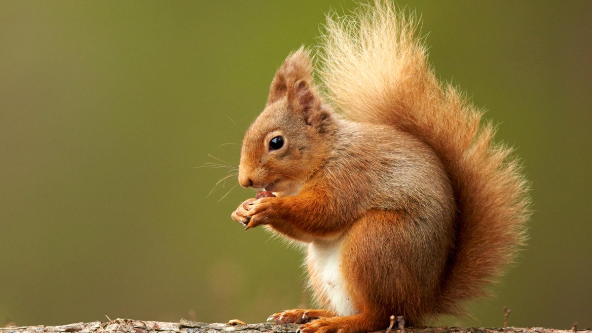 7. Here is a cute picture of a squirrel. I'm not stuck, I just want to remind people playing along themselves that this is an option *at any time* and that the worst case scenario is that you'll have collated a thread of adorable animal pictures.