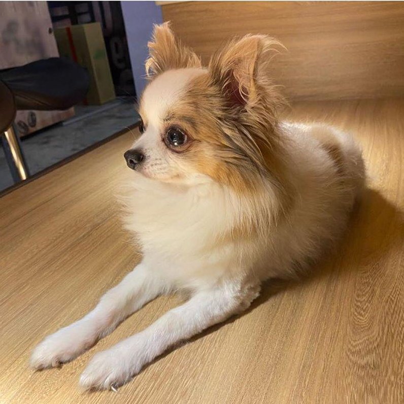 pinkot9's tweet photo. Rest in peace Gucci 😭💔 
Thanks for being Tzuyu's most precious companion. https://t.co/v5hcRMA6C3
