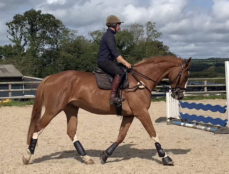 horseandhound's tweet photo. This young horse by Cevin Z is currently listed for sale on our website, find full advert here https://t.co/MJtUPG6kNT Thanks to our partnership with @KBISInsurance standard horses for sale adverts are now FREE, place your advert here https://t.co/Rv88cxkasJ https://t.co/OpH7qsXflo