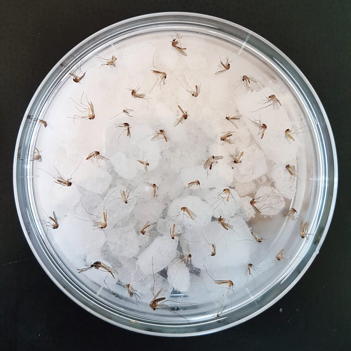 Emmanuelle Munger (@emmanuelle_mun) on Twitter photo Mosquito identification with the <a href="/OneHealthPact/">One Health PACT</a>. <a href="/JGvanderBeek/">Jordy G. van der Beek</a> <a href="/BugproofBugprof/">Sander Koenraadt</a> Mosquito identification with the <a href="/OneHealthPact/">One Health PACT</a>. <a href="/JGvanderBeek/">Jordy G. van der Beek</a> <a href="/BugproofBugprof/">Sander Koenraadt</a>