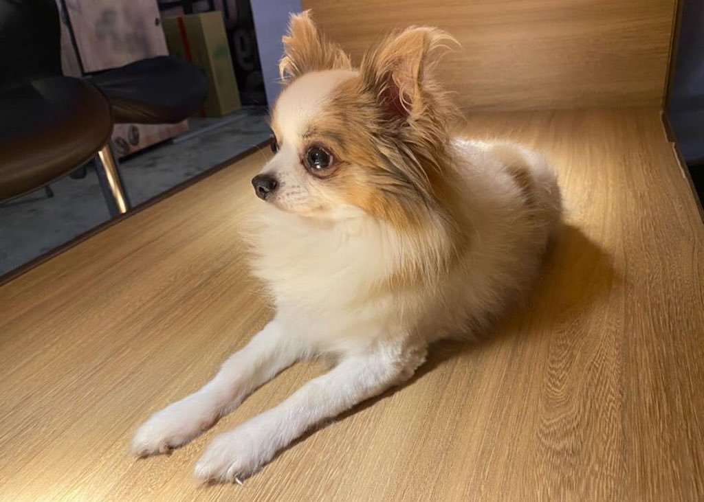 oncetwicebrasil's tweet image. Na última postagem no Instagram a Tzuyu informou que o Gucci faleceu. Obrigada por ter sido parte da família da Tzuyu por quase 11 anos, descanse em paz 🖤

@JYPETWICE