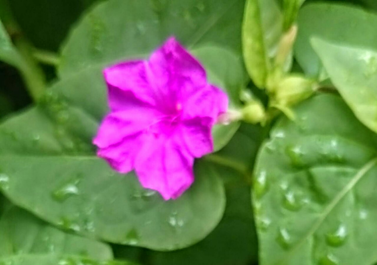 雨に濡れた花 Twitter Search Twitter