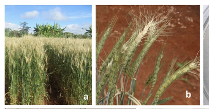 Brande Wulff tweet media