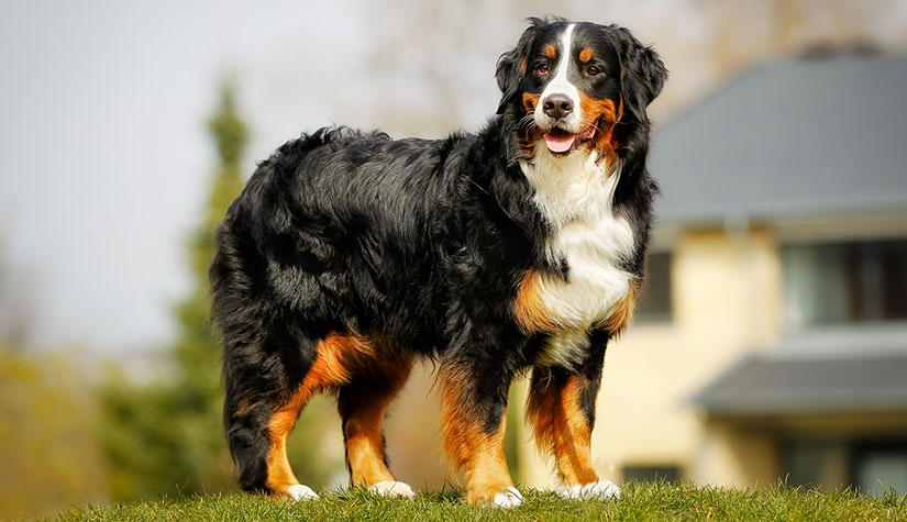 Bernese Mountain Dogs vs. Bichon Frises