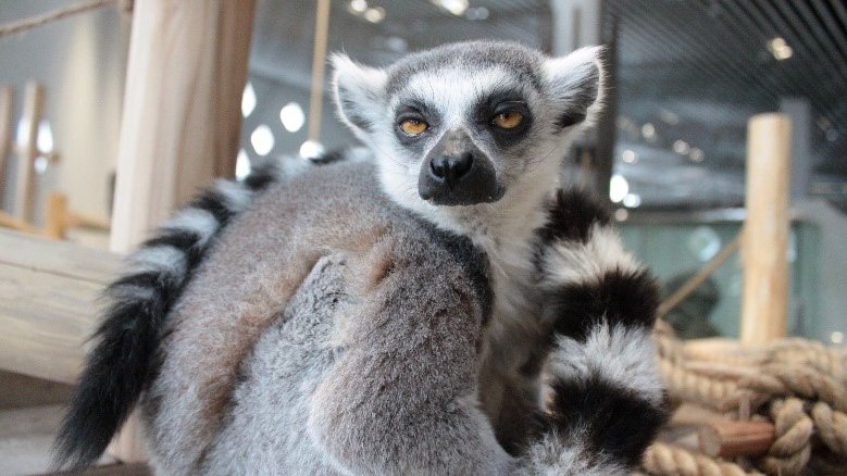 Nifrel ニフレル 公式 Nifrel Official Twitter