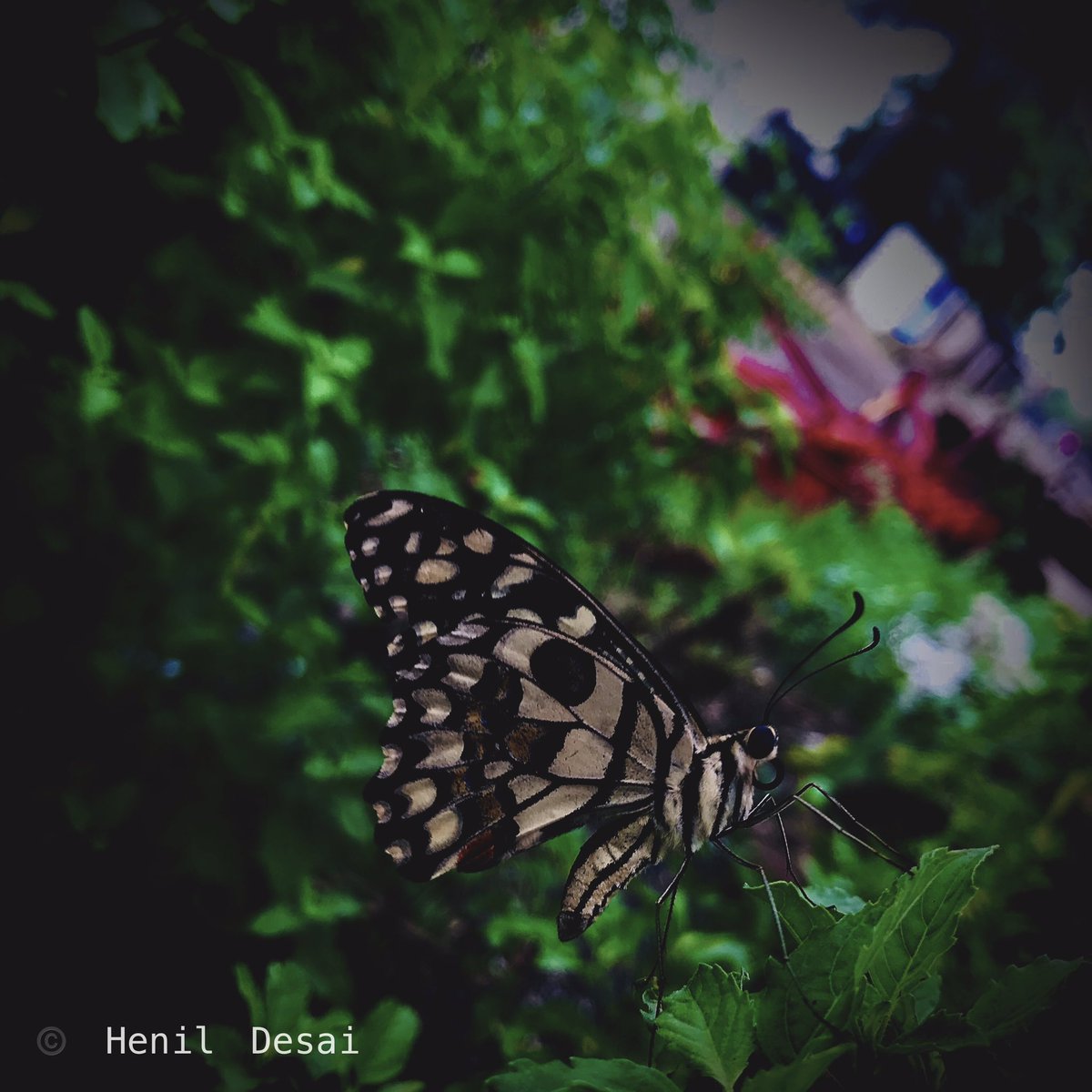 henil96's tweet photo. #butterfly #PictureOfTheDay #PicOfTheDay #NaturePhotography #nature “If you want to fly, you have to flap your own wings!” #beauty #Beautiful https://t.co/pgvmev0yyl
