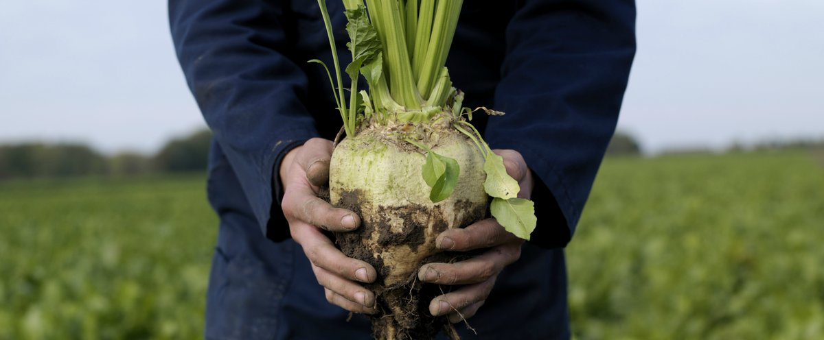 📢DYK? #BeetSugar was "invented" between 1806 and 1812 created an industry from scratch to deal with the continental blockade. 
Innovation and Research &amp; Development have always been at the forefront of #Sugar 🌿🧑‍🌾👩‍🔬
#SugarBeet #GreenSugar #ASweetGreenDeal