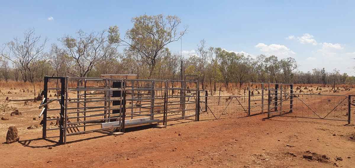 Jay (@territorycattle) on Twitter photo Installed our first WOW (walk over weighing) from <a href="/Data_Muster/">DataMuster</a> with <a href="/ZetifiOfficial/">Zetifi</a> Wi-Fi linked from the Homestead through <a href="/NBN_Australia/">nbn® Australia</a>. The cattle have been training through the trap gates for the last couple of weeks. Weight and ID Data is uploaded every 10mins. <a href="/Davo_Swain/">Dave Swain</a> Installed our first WOW (walk over weighing) from <a href="/Data_Muster/">DataMuster</a> with <a href="/ZetifiOfficial/">Zetifi</a> Wi-Fi linked from the Homestead through <a href="/NBN_Australia/">nbn® Australia</a>. The cattle have been training through the trap gates for the last couple of weeks. Weight and ID Data is uploaded every 10mins. <a href="/Davo_Swain/">Dave Swain</a>