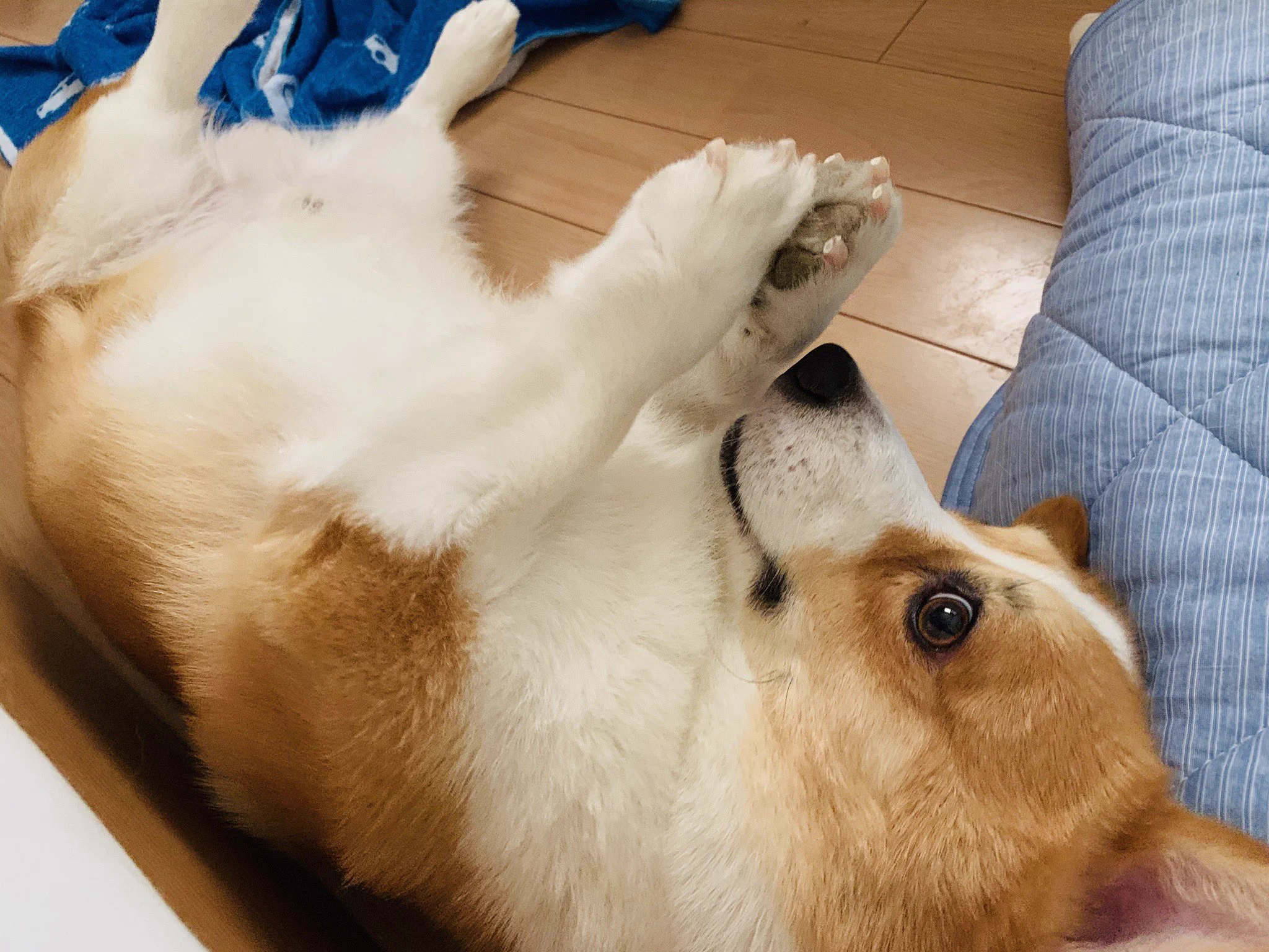 @yoshiyo36033424 コーギー自慢会場はこちらですか？ 