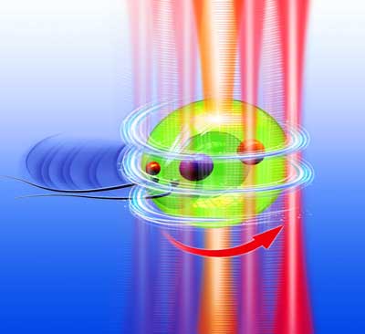 Nanowerk's tweet image. Turning tiny algae into living micromotors controlled by light (w/video) bit.ly/2FJgjjP #biotechnology #nanotechnology #microrobotics