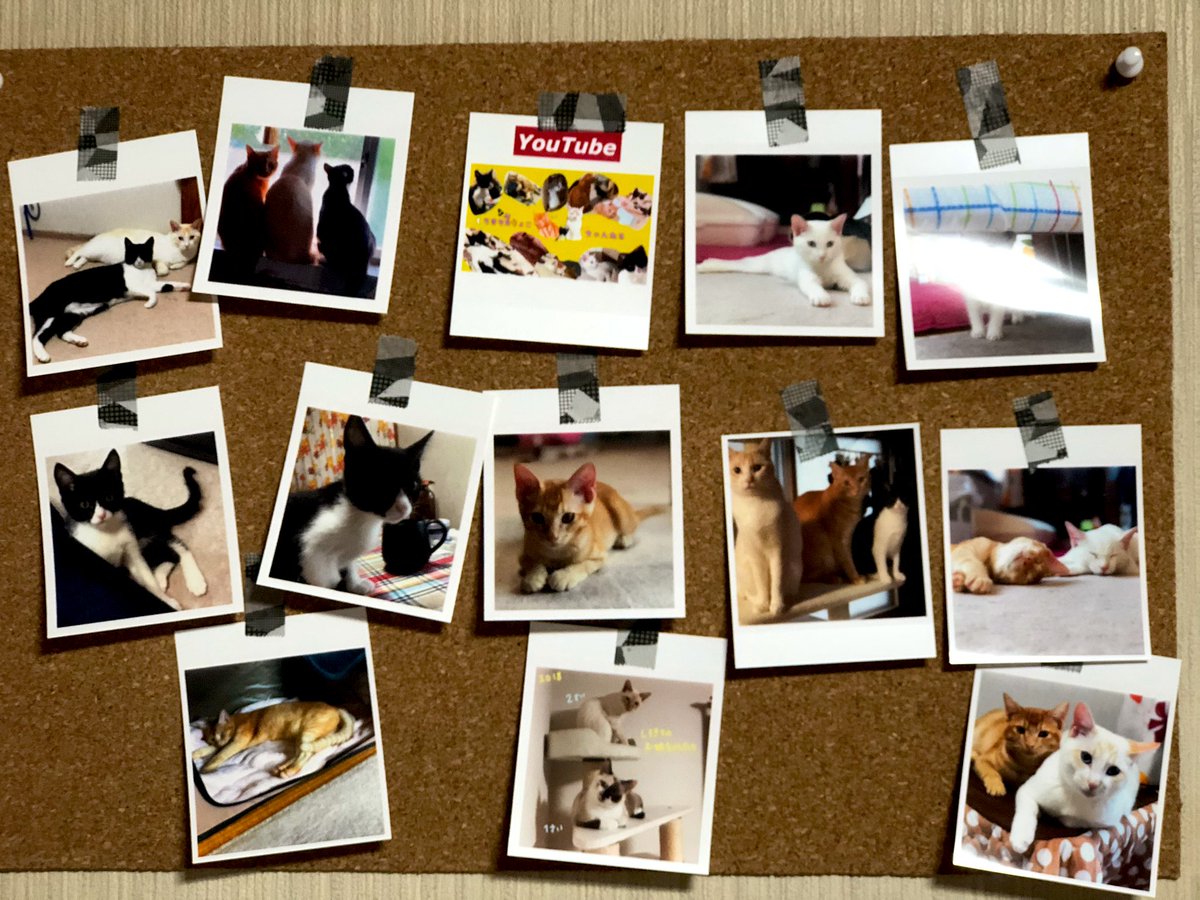 ピンは危ないからなるべく避けたい😢写真をマスキングテープで貼り付けてみた😊
#マスキングテープ
#CanonSELPHYSQUAREQX10
#綺麗な写真
#写真シール
#猫写真
#猫好き
#猫多頭飼い
#愛猫達の写真 https://t.co/6lqLyekKCj