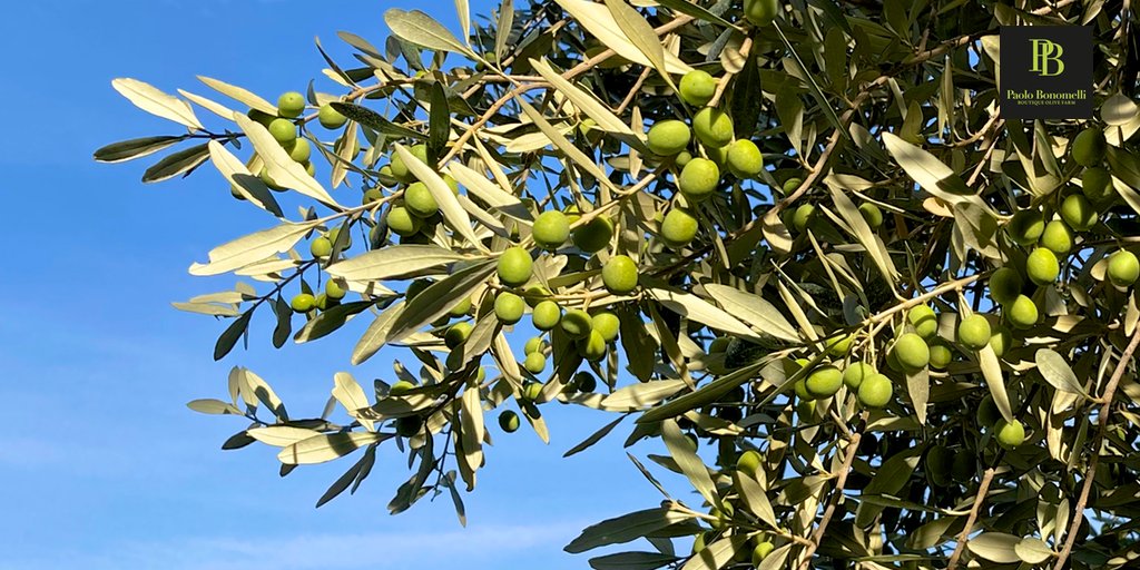 PBonomelliEVOO's tweet photo. our olives are almost ready… 

#HarvestSeasonIsComing #Harvest2020 #harvestseason
#olives #Veneto #LakeGarda #Italy 
#Raccolta #raccoltaolive #Cosecha #LookingGood #ExtraVirginOliveOil https://t.co/jWSCLdJAh6