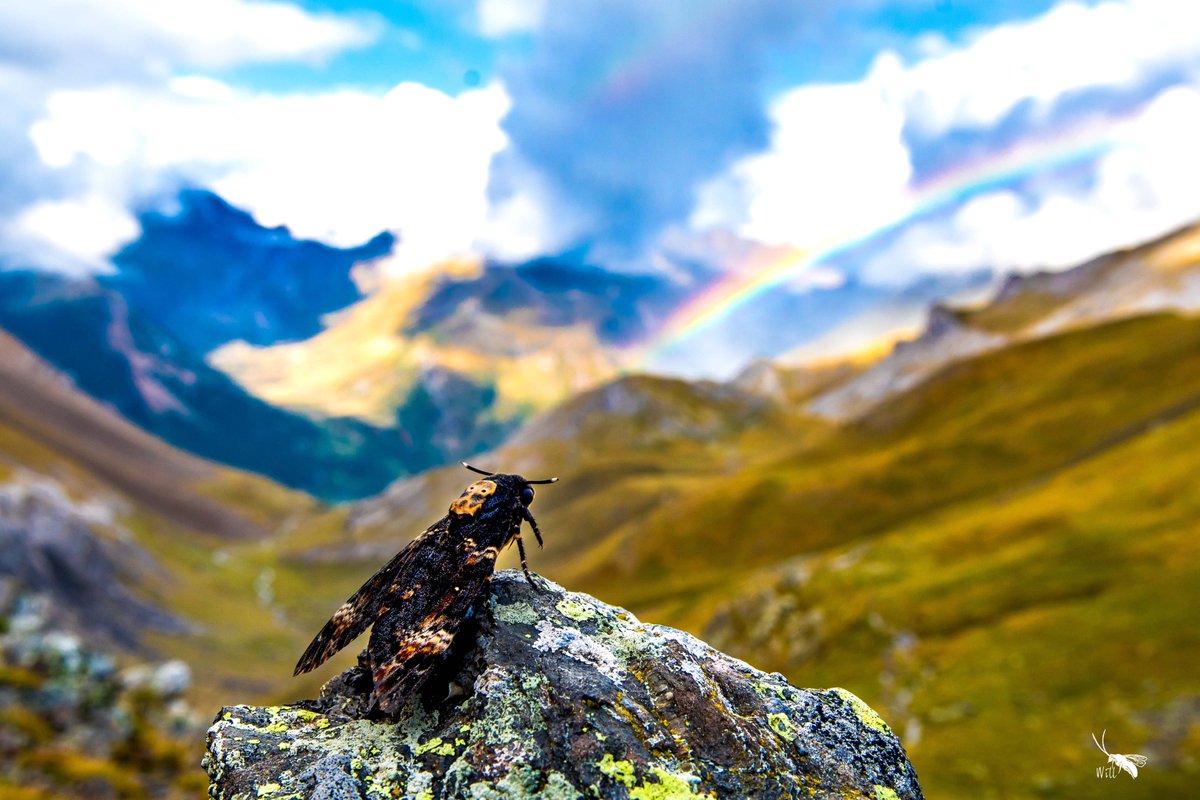 Dr Will Leo Hawkes (@willleohawkes) on Twitter photo The Death's Head Hawkmoths are coming through in far greater numbers now as we (<a href="/MigGenomics/">The Genetics of Migration Lab</a>) study #insectmigration in the Pyrenees.
These moths are v migratory and will travel to Africa in the Autumn, they squeak AND they smell like honey - something they steal from honeybees! The Death's Head Hawkmoths are coming through in far greater numbers now as we (<a href="/MigGenomics/">The Genetics of Migration Lab</a>) study #insectmigration in the Pyrenees.
These moths are v migratory and will travel to Africa in the Autumn, they squeak AND they smell like honey - something they steal from honeybees!