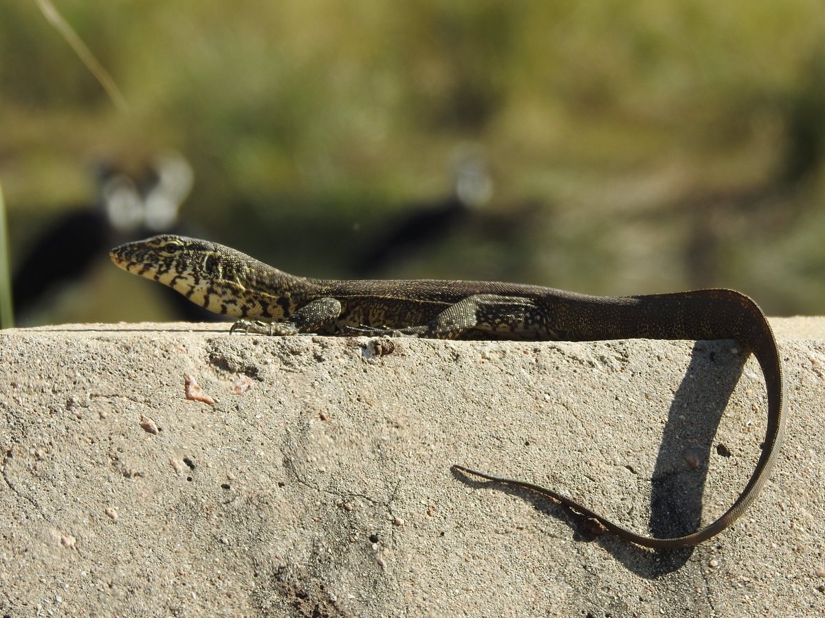 Jolakazi Hospitality Enterprises Pty Ltd tweet media