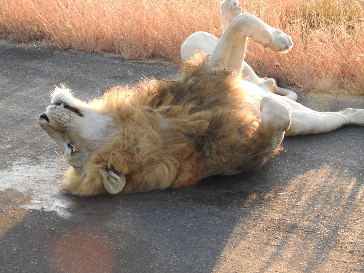 Jolakazi Hospitality Enterprises Pty Ltd tweet media