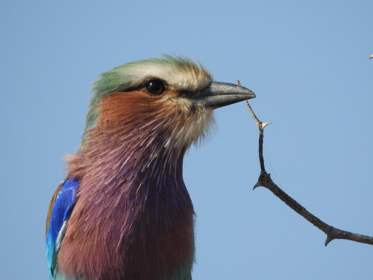 #WildlifeWednesday
“Africa has her mysteries, and even a wise man cannot understand them. But a wise man respects them”
#TourismMonth2020
#GoneOutdoors #Adventure_Culture #ChooseAdventure #GetOutStayOut #AdventureAddict #AdventureInspire #AdventureTillWeDie #AdventureThatIsLife