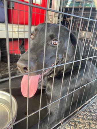 AustinPuppies's tweet photo. Lab Puppy : https://t.co/VuneiDxzaX #Dogs #Puppies #DogFinder #AdoptADog https://t.co/otSmkC1r0C