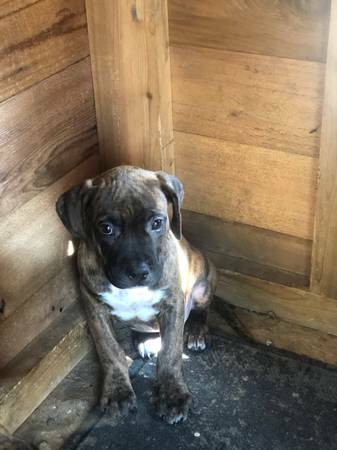 AustinPuppies's tweet photo. Pitbull/boxer : https://t.co/A5npM6qSTa #Dogs #Puppies #DogFinder #AdoptADog https://t.co/Byl92PwjWP