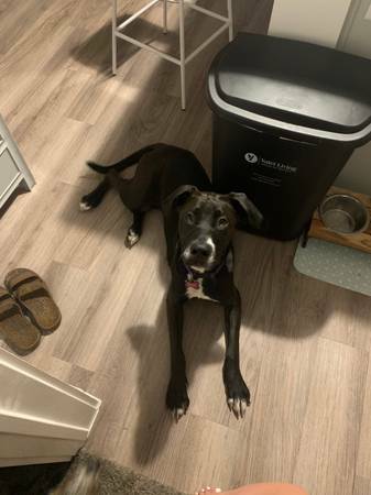AustinPuppies's tweet photo. Lab Mix : https://t.co/yC78Hi5pry #Dogs #Puppies #DogFinder #AdoptADog https://t.co/fWQTsNHcAy