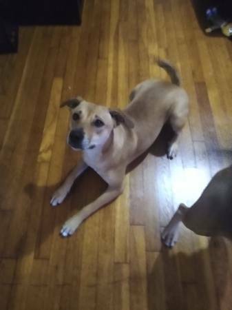 AustinPuppies's tweet photo. Rehoming Dog : https://t.co/qpxFjk8IzL #Dogs #Puppies #DogFinder #AdoptADog https://t.co/pzrU7PwKHx