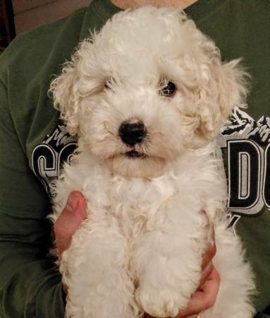 AustinPuppies's tweet photo. Maltipoo Puppy : https://t.co/2T0MsVF8NX #Dogs #Puppies #DogFinder #AdoptADog https://t.co/t4TXgCmBJt