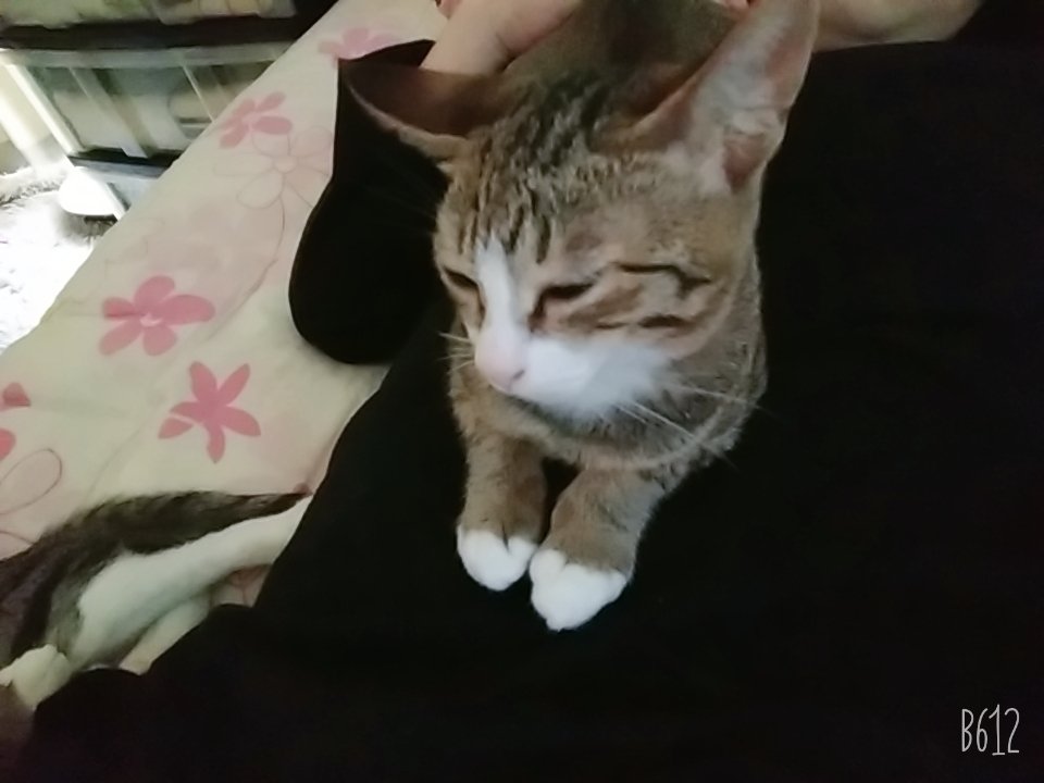 aruruna2's tweet photo. 今日はベッタリ甘えてくる日みたい(｡•ㅅ•｡)♡
#子猫 #生後4ヶ月半 #アル君 #ルナちゃん #兄妹 #甘える日 #ベッタリ #離れたら怒る #可愛い #猫好きさんと繋がりたい https://t.co/hW1sV1wqDx