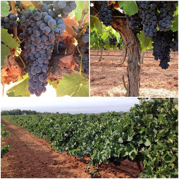 comoju's tweet photo. Tiempo de #vendimia con @Sebiran recordando a esa Bobal centenaria, Syrah y Bobal 🍇 https://t.co/ofzWfwcbgD