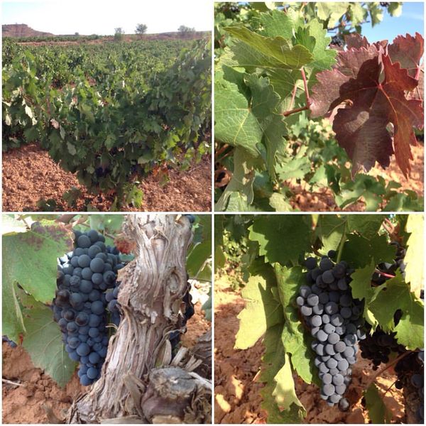 Tiempo de #vendimia con <a href="/Sebiran/">Bodega desde 1914</a> recordando a esa Bobal centenaria, Syrah y Bobal 🍇