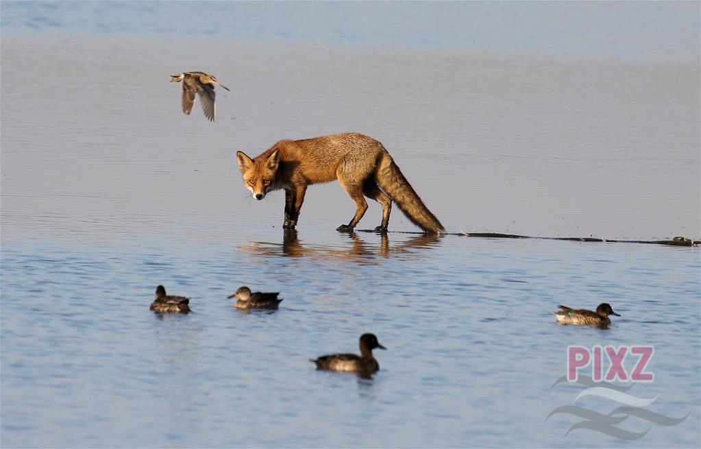 Doet 'ie het of doet 'iet het niet....?

Wat denk jij....? 

#PIXZ Monique VK - Wissenkerke 

pixz.nl/foto/detail/82… 

#ZeelandApp #PIXZeeland #PIXZ #Vos #Nature #ZeelandNatuur