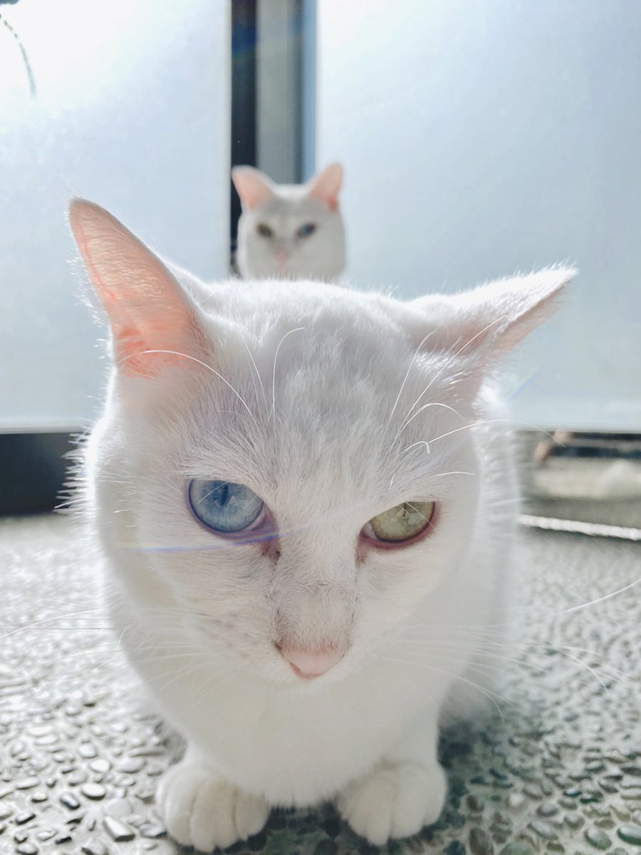 オッドアイ双子のアブとカブ 背後霊 ๑ ๑ 白猫 しろねこ Cat Kitty オッドアイ Oddeye オーブ 光のオーブ 猫好きさんと繋がりたい 無言フォロー歓迎 オッドアイ双子のアブとカブ 背後霊 ๑ ๑ 白猫 しろねこ Cat Kitty オッドアイ Oddeye オーブ 光のオーブ 猫好きさんと繋がりたい 無言フォロー歓迎