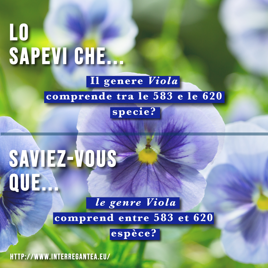 interregantea's tweet photo. Continua la nostra rubrica “#Losapeviche...” con la #Viola! 📝🌱 @InterregALCOTRA
#fiorieduli #interregantea #antea https://t.co/P8BokpjaLQ