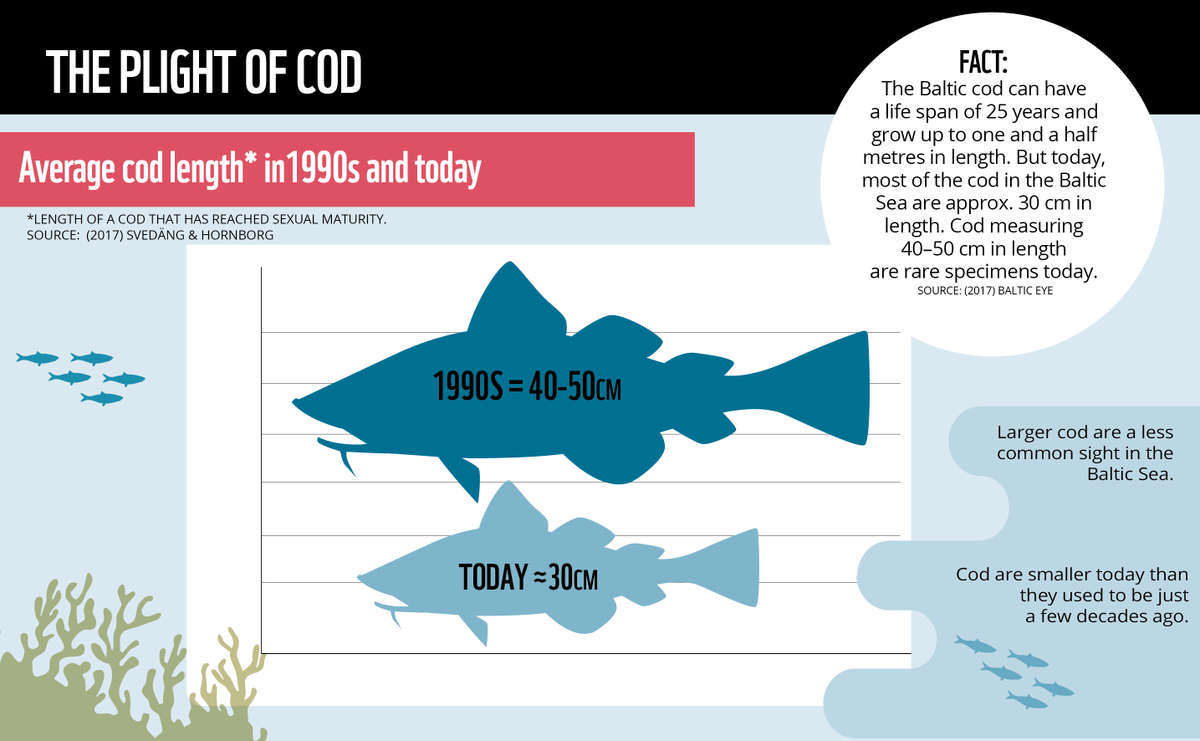 ThoresonOttilia's tweet photo. The #balticcod can live 25 years and grow up to 1.5 m in length. But today, it’s rare to find one more than 30 cm long. This is a consequence of both #overfishing and size selectivity from the use of larger mesh in #bottomtrawling nets.
#ourbaltic #balticunderpressure #EU https://t.co/siLtIADpNY