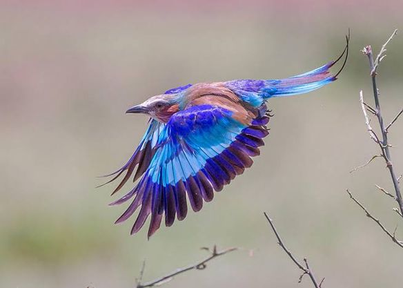 Are you a birder who is on the hunt for spectacular sightings of the Lilac-breasted roller? Visit Lake Mburo National Park and enjoy magnificent sightings of this bird species.
https://t.co/hyCv0yTziL
https://t.co/xysEdLhhiS
#visituganda #pearlofafrica #ugandasafari https://t.co/5sIDjS4Xbk