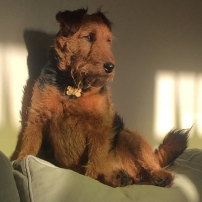 Welshie_Aggie's tweet photo. Charlie Dimmock from @GardenRescueBBC just said I was very cute. As I’m a professional gardener’s dog, this has made mum very happy! 😊 https://t.co/ICc40t1lUu